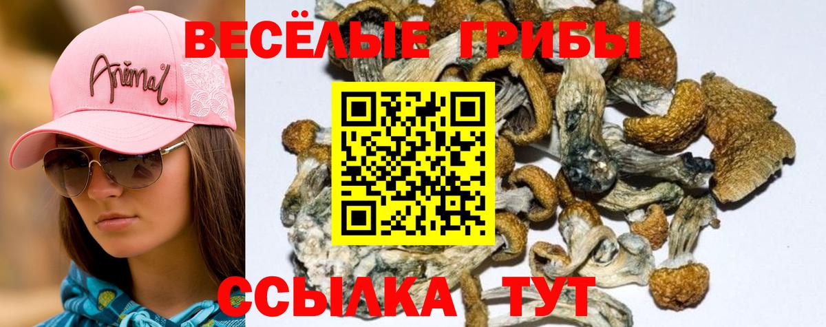 Псилоцибиновые грибы прущие грибы  Вход с VPN  Псилоцибиновые грибы прущие грибы  Щёкино 